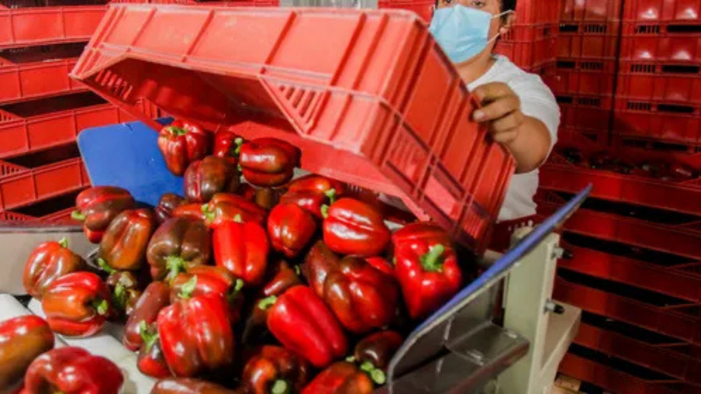 Japón abre sus puertas al pimiento morrón mexicano tras 16 años de negociaciones